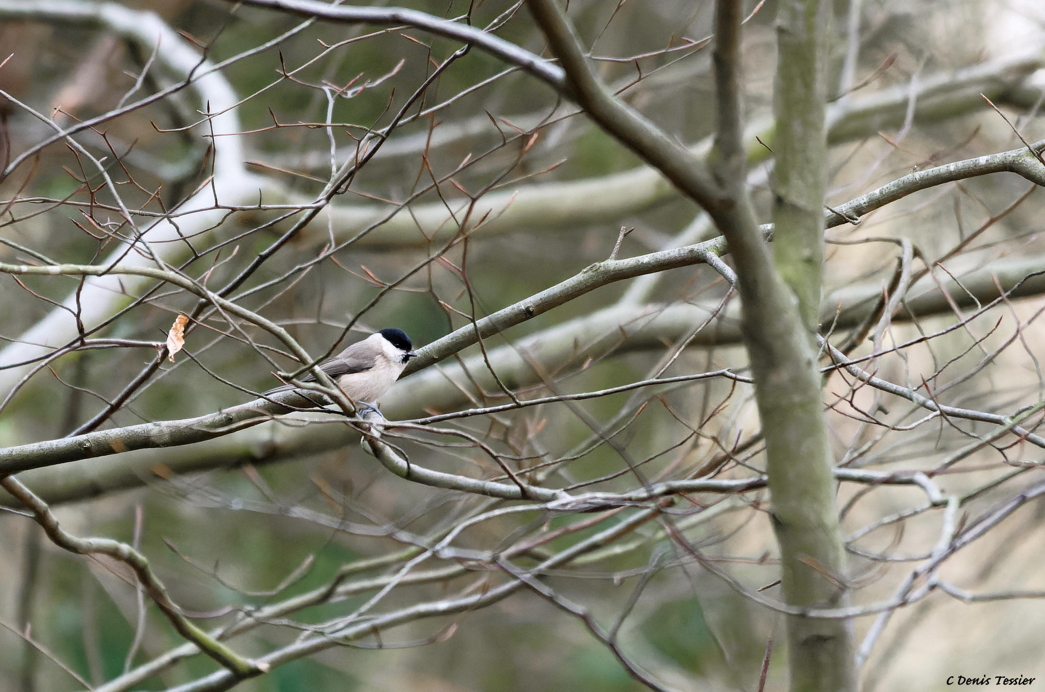 une mésange nonnette, un oiseau parmi la biodiversité de la ferme